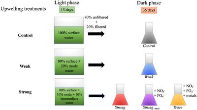 Controls on the Fate of Dissolved Organic Carbon Under Contrasting Upwelling Conditions